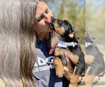 Azriel (In Foster) - Female Mutt Dog for Adoption - Small photo