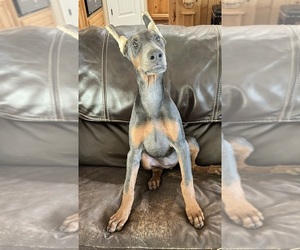 Doberman Pinscher Litter for sale in DUBLIN, TX, USA