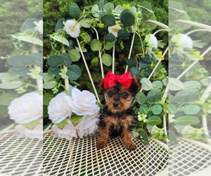 Yorkshire Terrier Puppy for Sale in INDIANAPOLIS, Indiana USA