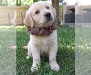 Golden Retriever Dogs for adoption in Grovertown, IN, USA