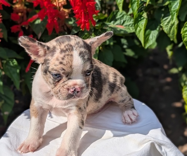 Medium Photo #2 Faux Frenchbo Bulldog Puppy For Sale in GOSHEN, IN, USA