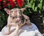 Small #1 Faux Frenchbo Bulldog