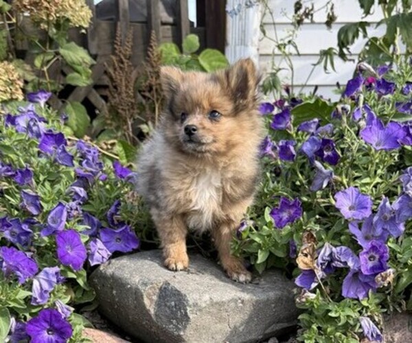 Medium Photo #1 Pomeranian Puppy For Sale in OWEN, WI, USA