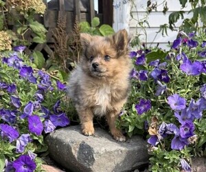 Pomeranian Puppy for sale in OWEN, WI, USA