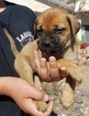 Small Photo #1 Bullmastiff Puppy For Sale in SIERRA VISTA, AZ, USA