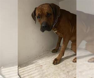 Boxweiler Dogs for adoption in Houston, TX, USA