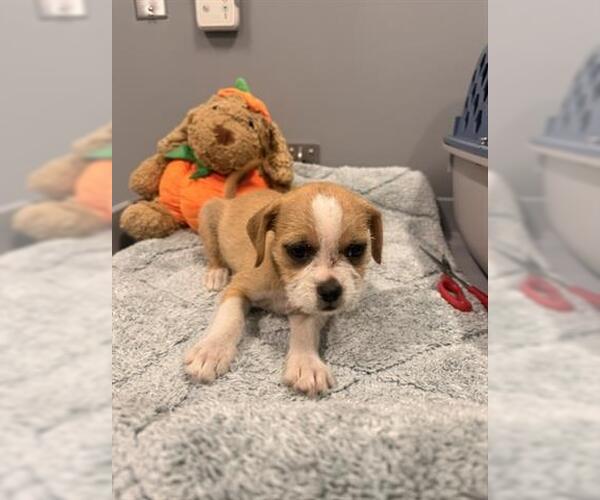 Medium Photo #1 Mutt Puppy For Sale in San Martin, CA, USA
