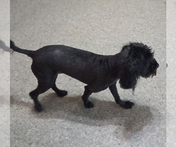 Medium Photo #2 Poodle (Miniature) Puppy For Sale in Spring, TX, USA