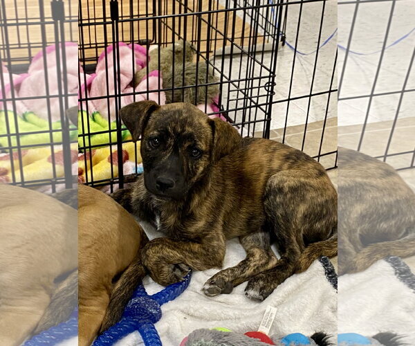 Medium Photo #6 American Pit Bull Terrier-Unknown Mix Puppy For Sale in Hillsboro, MO, USA