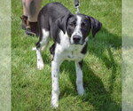 Small #4 Border Collie Mix