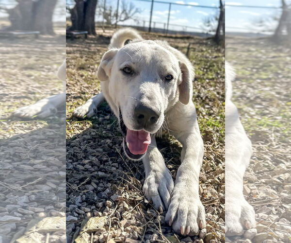 Medium Photo #4 Great Pyrenees Puppy For Sale in Devine, TX, USA