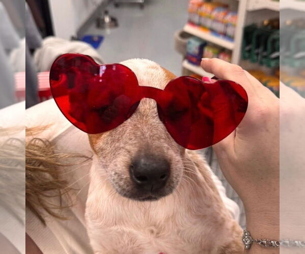 Medium Photo #3 Mutt Puppy For Sale in Canton, CT, USA