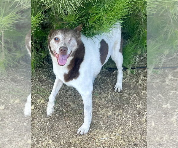 Medium Photo #6 Mutt Puppy For Sale in Lancaster, CA, USA