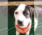 Small #3 Beagle Mix