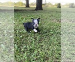 Small #11 Boston Terrier