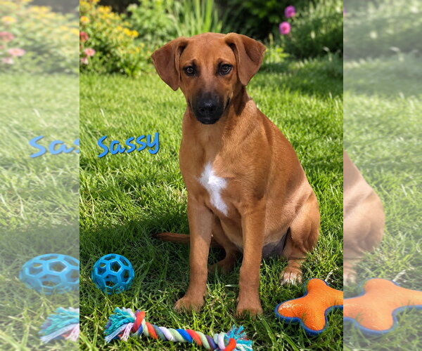 Medium Photo #2 Doberman Pinscher-Labrador Retriever Mix Puppy For Sale in Southbury, CT, USA