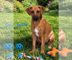Small Photo #2 Doberman Pinscher-Labrador Retriever Mix Puppy For Sale in Southbury, CT, USA