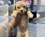 Small #3 Poodle (Toy)