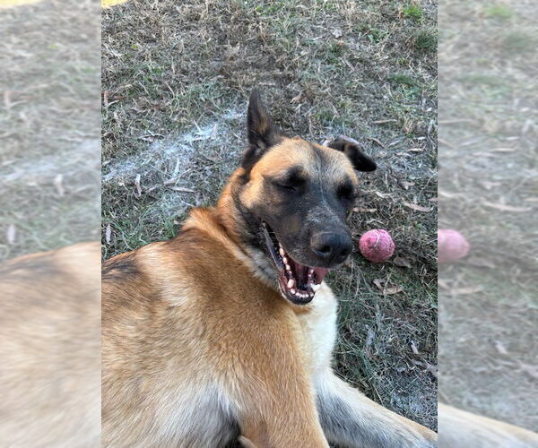 Medium Photo #5 German Shepherd Dog-Unknown Mix Puppy For Sale in columbia, SC, USA