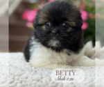 Small #1 Shih Tzu