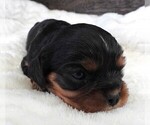 Small #6 Cavalier King Charles Spaniel