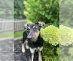 Small #2 German Shepherd Dog Mix