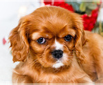 Small Photo #50 Cavalier King Charles Spaniel Puppy For Sale in WAKARUSA, IN, USA