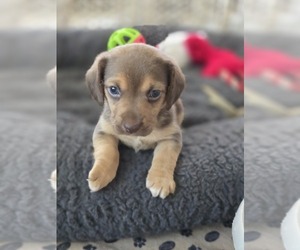 Beagle Puppy for sale in APPOMATTOX, VA, USA