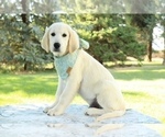 Puppy 4 Golden Retriever