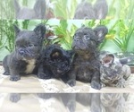 Small Photo #2 French Bulldog Puppy For Sale in CHARLESTON, SC, USA