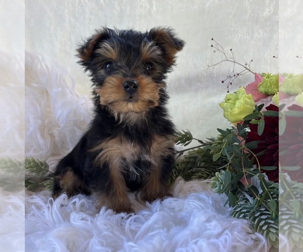 Medium Photo #9 Yorkshire Terrier Puppy For Sale in ROCK STREAM, NY, USA