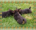 Small #17 Pembroke Welsh Corgi-Scottish Terrier Mix
