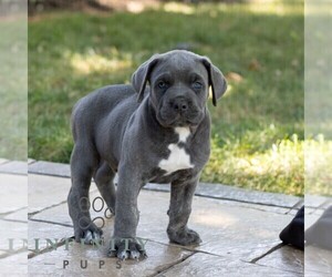 Cane Corso Puppy for sale in HONEY BROOK, PA, USA