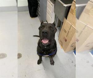 Mutt Dogs for adoption in Corpus Christi, TX, USA