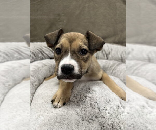 Medium Photo #10 German Shepherd Dog-Unknown Mix Puppy For Sale in Lakewood, CO, USA