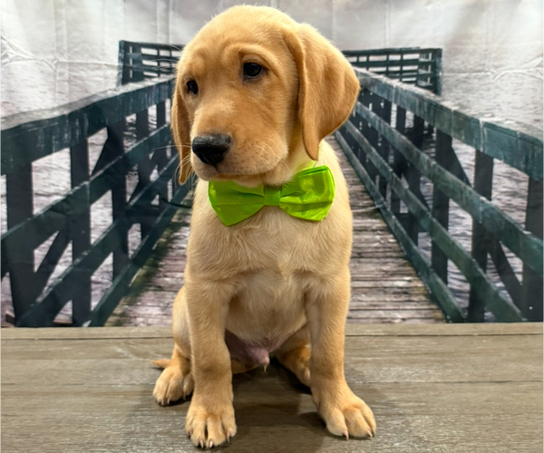 Medium Photo #8 Labrador Retriever Puppy For Sale in ALAFAYA, FL, USA