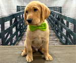 Small Photo #8 Labrador Retriever Puppy For Sale in ALAFAYA, FL, USA