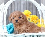 Small Photo #5 Cavapoo Puppy For Sale in JONES, MI, USA