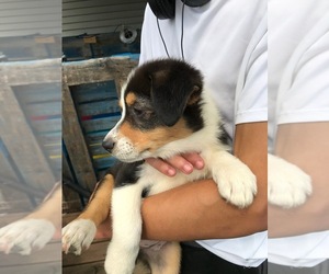 Australian Shepherd Puppy for sale in VERMONTVILLE, MI, USA
