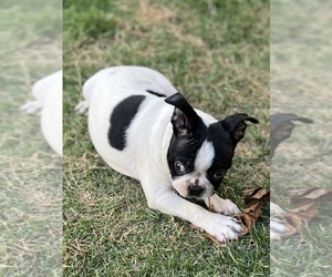 Boston Terrier Puppy for sale in NORMAN, OK, USA