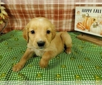 Puppy Michelle Golden Retriever