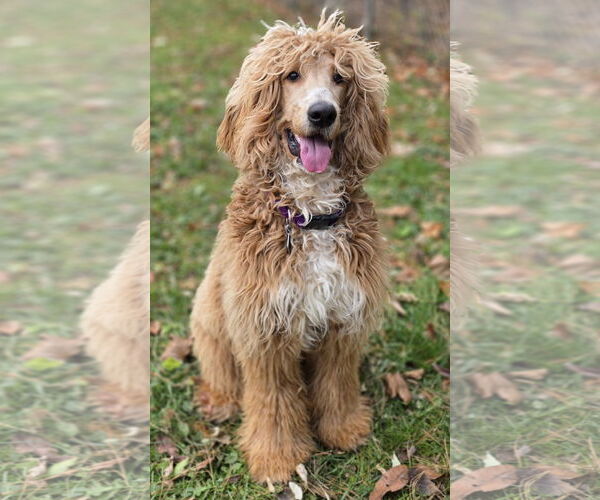 Medium Photo #4 Afghan Poodle Puppy For Sale in Clarkston, MI, USA