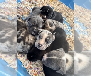 American Bully-Cane Corso Mix Litter for sale in GREENFIELD, IN, USA