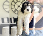 Puppy Bella Sheepadoodle