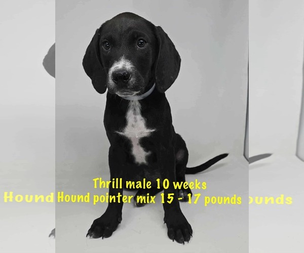 Medium Photo #7 Pointer-Unknown Mix Puppy For Sale in pomfret, CT, USA