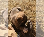 Small Photo #2 Anatolian Shepherd Puppy For Sale in STUART, VA, USA