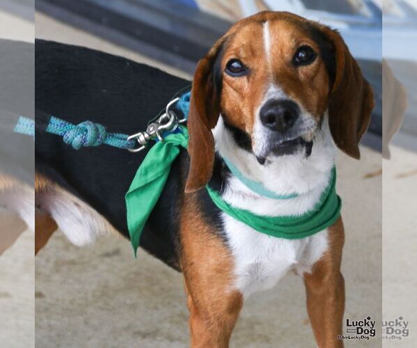 Medium Photo #3 Beagle-Unknown Mix Puppy For Sale in Washington, DC, USA