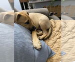 Small #19 Labrador Retriever Mix