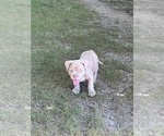Small #5 American Bully