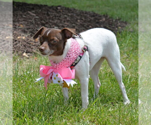 Medium Photo #7 Rat-Cha Puppy For Sale in Gretna, NE, USA